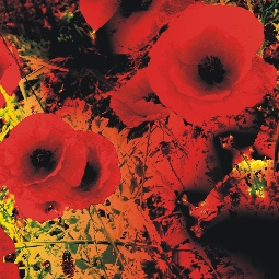 De Profundis 1